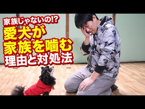 犬があらゆるものを噛む - 7 つの理由!