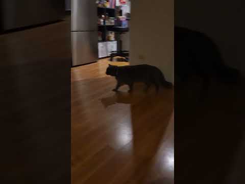 Oisin with the Wire Zoomies!