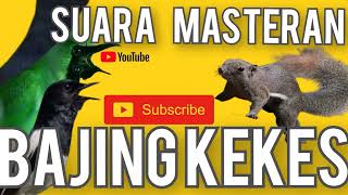 Download lagu Masteran Suara Bajing Kekes Jernih masteran Murai Kacer Cucak Hijau mp3