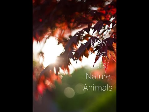 Zahida Abbasi.  Beauty Of. Nature   Cats.  Animal