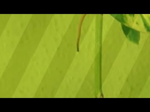 Suhana cakes & more  is live!