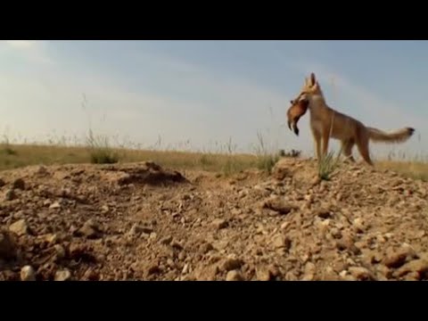 Coyote Predators | Natural World | BBC Earth