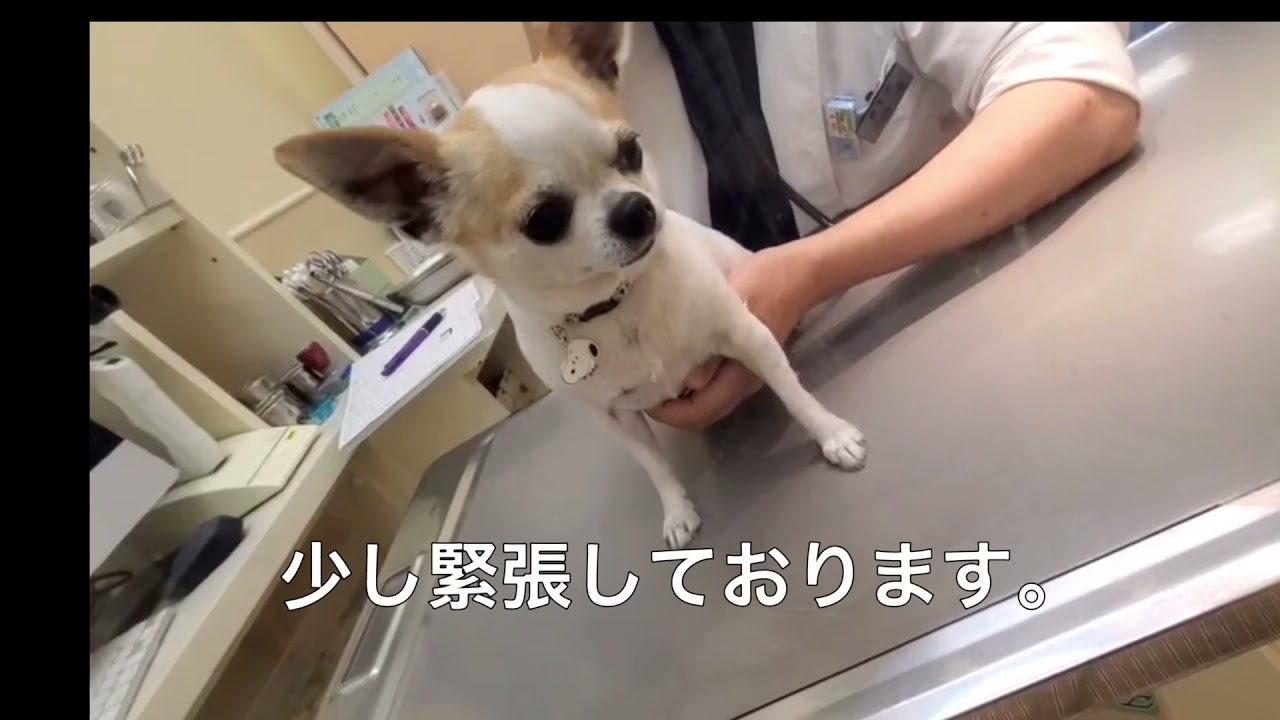 モネ狂犬病注射行ってきた