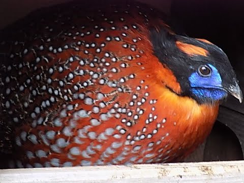 bażant tragopan tyminek, młody samiec, jak się  zmienia,temminck tragopan pheasant,Трагопан Темминка