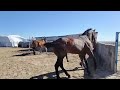 Horse Meeting Time