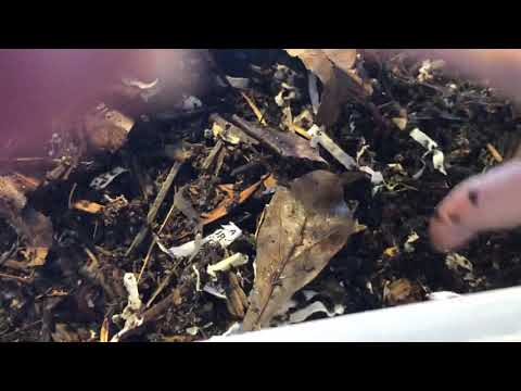 Worms in Winter - African Nightcrawlers and Red Wigglers