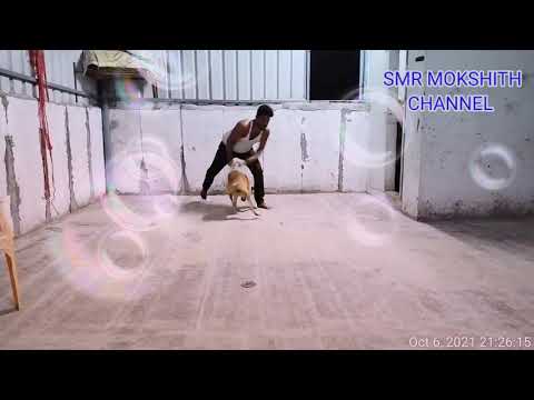 Mokshith Playing with Dog @A.Narayanapuram Anantapur