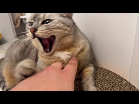 50% chance the cat is grumpy