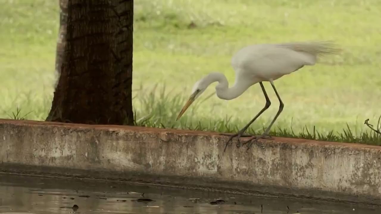 Garça | Vizinhos Selvagens - 1ª temporada