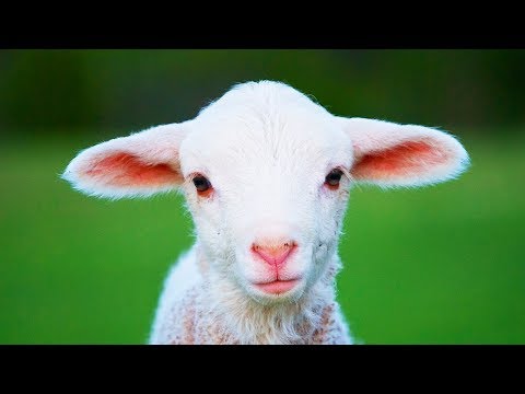 Découvre la ferme : le mouton
