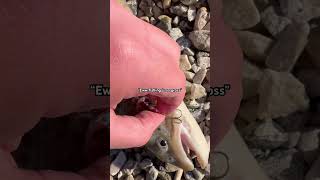 Download lagu #fishing #shortsviral mp3