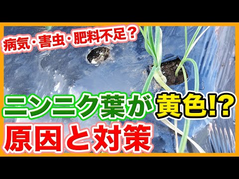ズッキーニの苗が黄色いのはなぜですか?葉が黄色くなる5つの一般的な原因とその対処法  庭園