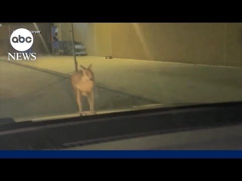 Wandering wallaby's escape ends at Walmart