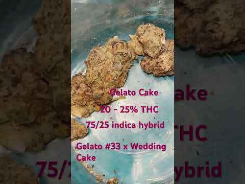 Gelato Cake Cannabis Strain #strainreviews #420 #cannabiseducation #cannabiscommunity