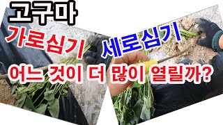 고구마 가로심기, 세로심기, 어느 쪽이 더 많이 열릴까? (고구마 재배, 고구마 심기, 고구마 다수확, 고구…