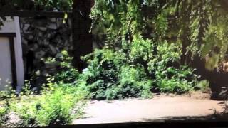 SOA AND THE CHIMPZ PROMO