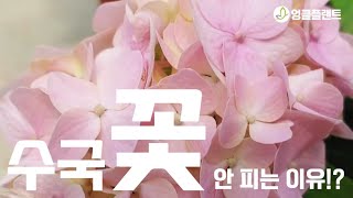 집에서 수국 꽃이 안피는 이유! 쉽게 알려드리요~^^ #식물키우기 #공기정화식물 #엉클플랜트
