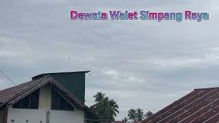 Download lagu Respon Awet Setiap Hari. ‼️SP 6 Kotak Emas Denny Walet Welliam. ‼️ mp3