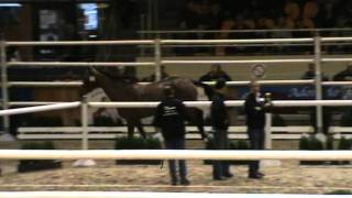 Video of Jackson de Regor