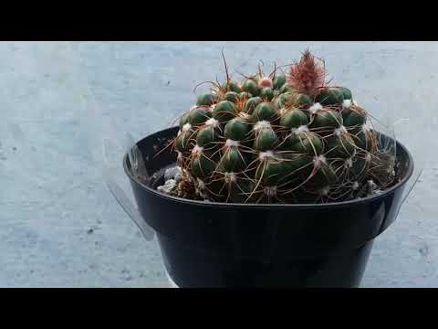 Cactus Comparison: Greenhouse vs Grown Hard