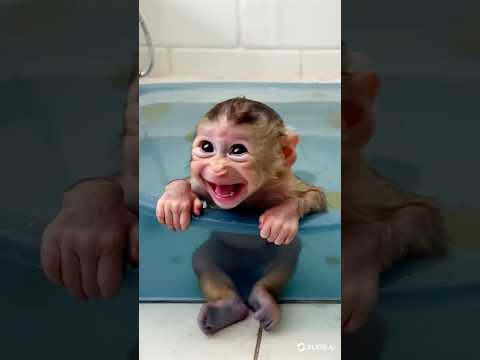 Baby Monkey’s First Bath Turns Into a Splash Party!
