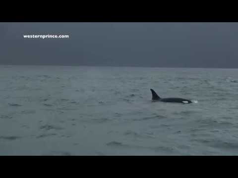 Most of JPod - Southern Resident Killer Whales - Western Prince Whale Watching - San Juan Island