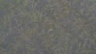 preview picture of video 'ลูกปลาคาร์พ อายุ 3 วัน'