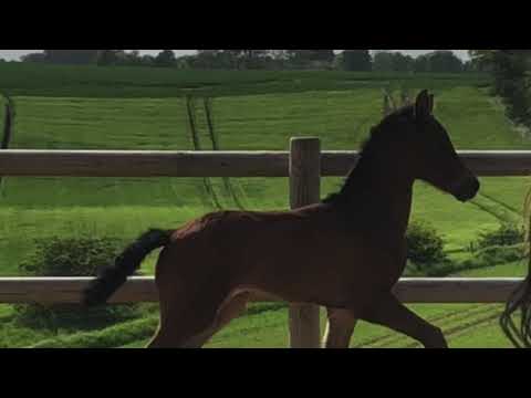 Hingsteføl e. Blue hors Kingston