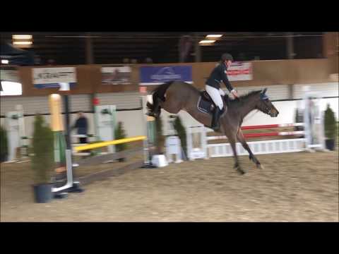 4j. CH Stute von Sir Obolensky x Blue Canari XX