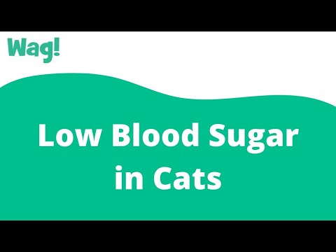 Low Blood Sugar in Cats | Wag!