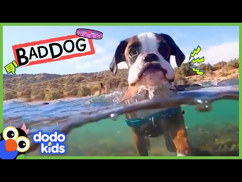 Le chien grincheux a pris nos chaussettes et nos serviettes...mais pourquoi ??? | dodo kids | bad boys & girls