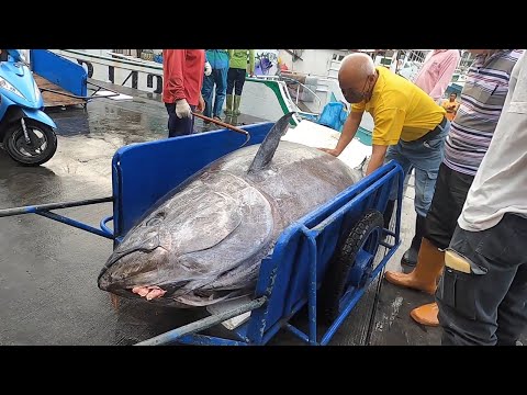 Havest Giant Bluefin tuna - Catch Hundred Tons Tuna Fish On Modern Boats