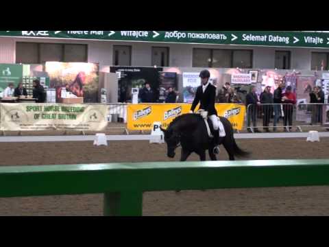 BBSH Stallion Event 2013 - Destano