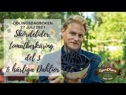 Undvik bladmögel med tomatbeskäring! - Visning av pumpatunnel & härliga Dahlior   - 27 Juli 2021