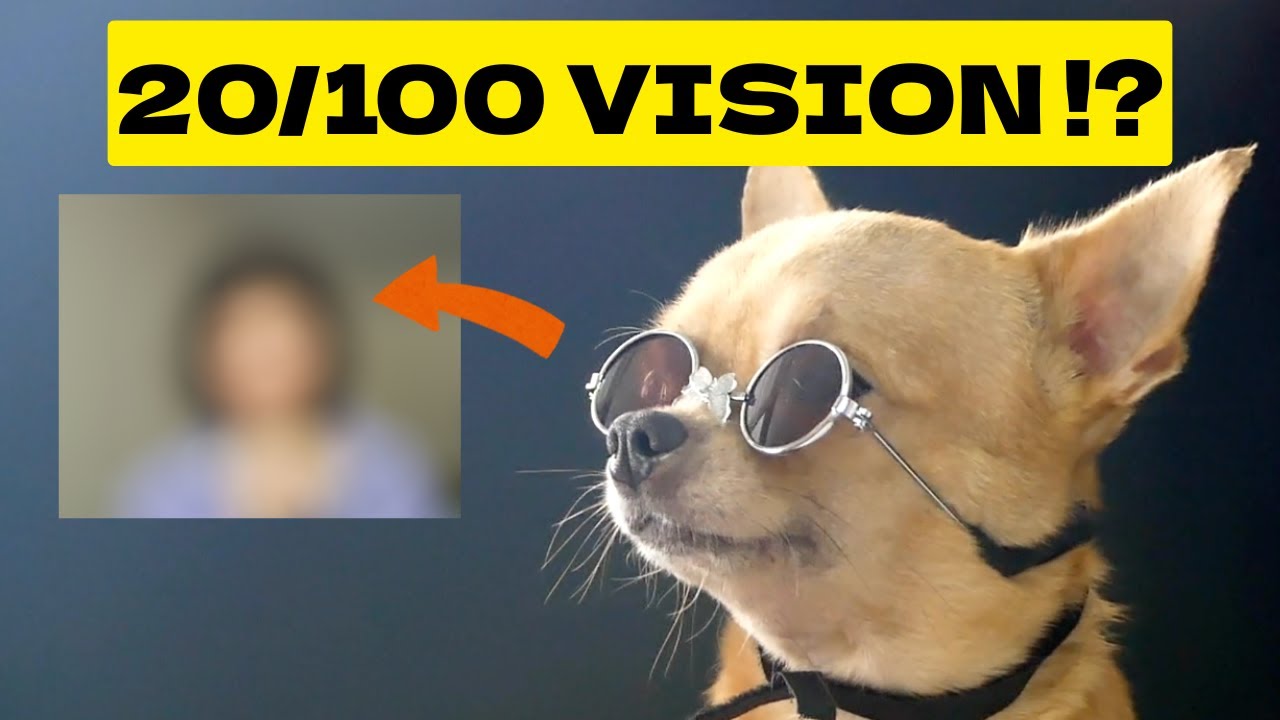 If Your Dog Stares at You Like This, Don’t Ignore It!