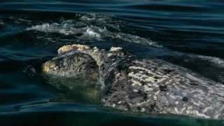 preview picture of video 'Hermanus Whale Watching - South Africa'