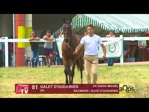 Show AQPS Ouest 2018 : Lot 81 - GALET D'OUDAIRIES