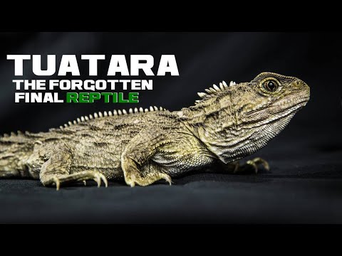 10 Tuatara Facts - The Forgotten Final Reptile - Animal a Day
