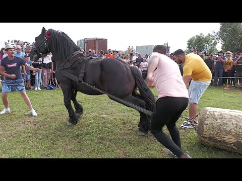 Armăsarul Tarzan clip nou cu dl. Sebi de la Medieșu Aurit