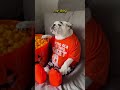 My Dog Vs My Friends Dog