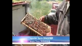 preview picture of video 'Prima fabrică de miere din Dobrogea, inaugurată la Limanu'