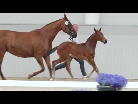 Oldenburger Hengstfohlen vom Cadeau Noir