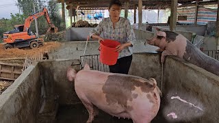 Excavator expands farm.  Causing an earthquake causes the sow to miscarry. ( Ep 256 ).