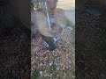 Leaf Wacker Composter String Trimmer. Reduce Leaves by 90%. #lithiumbattery #compost #gardening