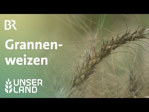 Grannenweizen  für den Klimawandel? | Unser Land | BR Fernsehen