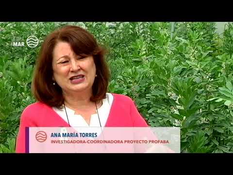 Las habas, un cultivo ideal en la agricultura ecológica