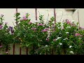 Phool Mangu Na Bahar Mangu