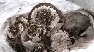 How To Safely Remove A Wasp Nest