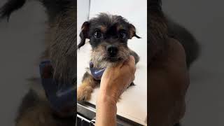 Video preview image #1 Pug-Unknown Mix Puppy For Sale in Benton, LA, USA
