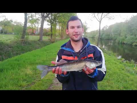 Auf Zander am Kanal mit vielen Überraschungen 🎣